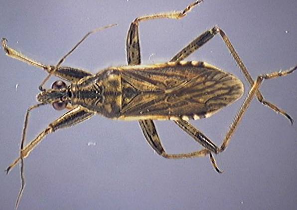 Himacerus apterus_macropter